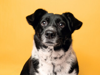 A portrait of a dog on a yellow background