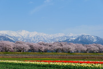 Plakat 春の四重奏として知られる舟川べり桜並木。朝日、富山、日本。4月中旬。