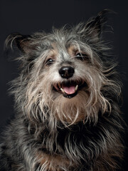 A portrait of a dog on a black background
