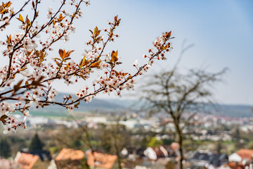 Almond blossom in Klingenberg am Main in Bavaria
