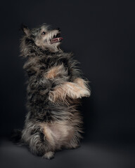 A portrait of a dog on a black background