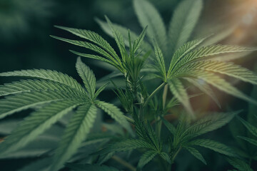 Marijuana - Cannabis leaf. Unique beautiful leaves of marijuana plant large and detailed background. ,Natural medicine legalization concept.