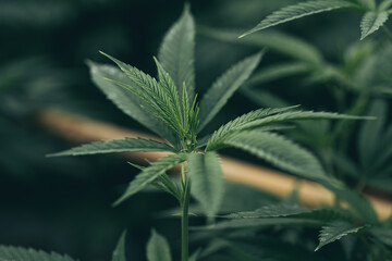 Marijuana - Cannabis leaf. Unique beautiful leaves of marijuana plant large and detailed background. ,Natural medicine legalization concept.