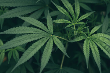 Marijuana - Cannabis leaf. Unique beautiful leaves of marijuana plant large and detailed...