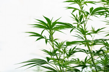 Leafy Cannabis Plant Isolated on White Background with copy space