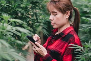 Young asian woman smart farmer with cannabis, Asian farmer using tablet modern technology to...