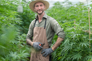 A farmer stands among his commercial greenhouse hemp crop. Cannabis sativa grown industrially for the production of hemp for derived products like CBD oil, fiber, biofuel and others.