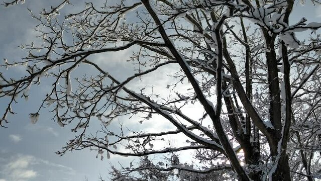雪化粧した木を見上げる