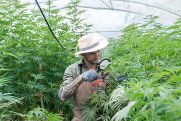 gardener working in a hemp field, they are checking plants, alternative medicine and cannabis concept