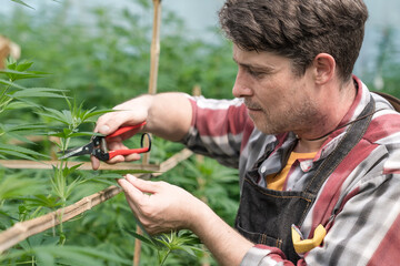 marijuana grower trimming leaves to encourage the plant to bud  farmer marijuana examining plants and flowers, alternative herbal medicine conce