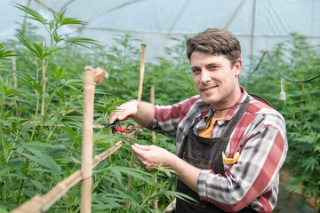 marijuana grower trimming leaves to encourage the plant to bud  farmer marijuana examining plants and flowers, alternative herbal medicine conce