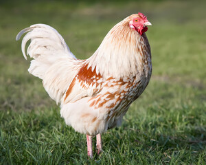 Young white rooster of Polish chick free in garden