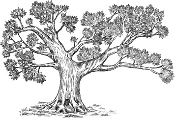 Olive tree. Vector hand drawn illustration. Realistic sketch. Design option for your family tree.