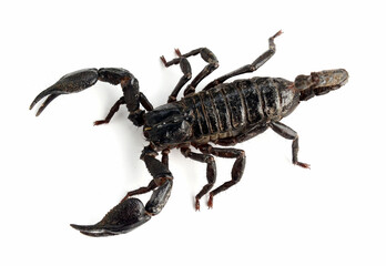 Emporer Scorpion
