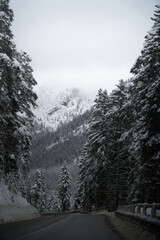 Cortina
