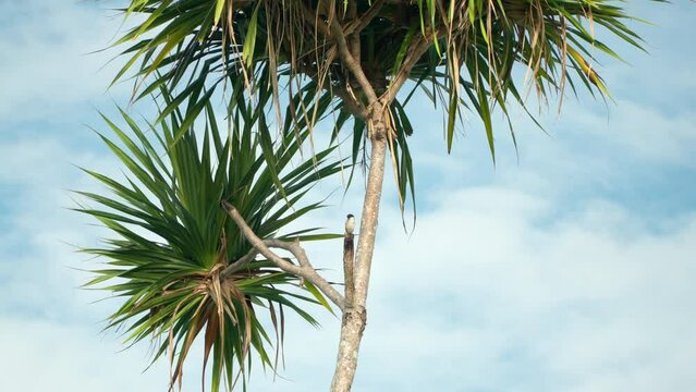 Long-tailed Shrike Bird foraging Perched on New Zealand  Cabbage Palm Tree Against Sky with White Clouds 

Tropical Wild Nature Backgound.