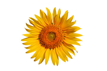 Sunflower isolated on transparent background png file