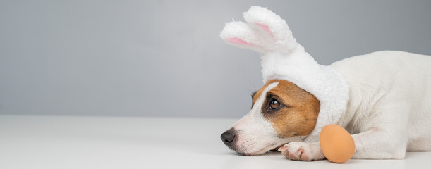 Jack Russell Terrier dog in bunny ears lies with an egg. Copy space. 