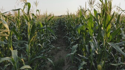 Corn young field. Seedlings planted in a row.