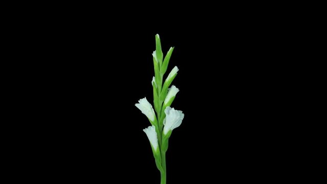 Time lapse of opening white gladiolus flower in RGB + ALPHA matte format isolated on black background
