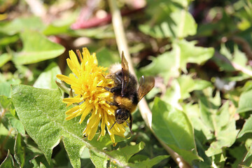 Small furry bees extracting pollen from the bright, colourful plants in Badenweiler, Germany, near the black forest in spring