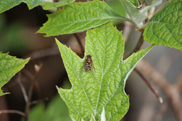 Small furry bees extracting pollen from the bright, colourful plants in Badenweiler, Germany, near the black forest in spring