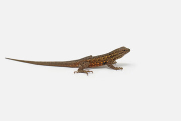 Common Side-blotched Lizard (Uta stansburiana) White Background