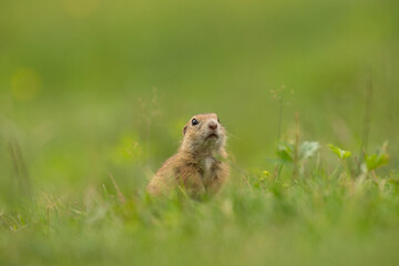 Naklejka na ściany i meble European ground squirrel on the spring meadow. Ground squirrel is peeping from the grass. European nature. Small brown rodent live in the big groupe. 