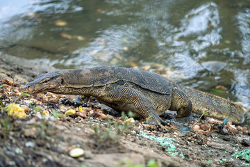 Monitor lizard or Varanus