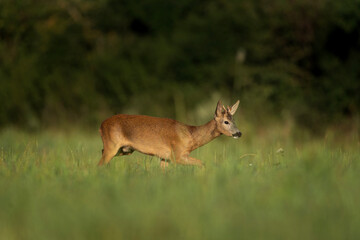 Roe deer during rutting season. Deer on the summer meadow. Male of roebuck with small antlers. European nature. 