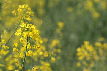 Obraz premium Agricultural field with colza plant with yellow flowers growing on field of farmland. Agriculture concept.