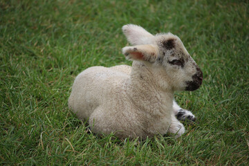 Fototapeta premium Livestock under the cool early spring sun in the fields of Hertfordshire in southeast england