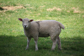 Livestock under the cool early spring sun in the fields of Hertfordshire in southeast england