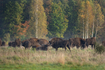 European bison in the Białowieża National Park. Herd of bisons on the autumn meadow. European rare animals. Strong furry bull with the horns. 