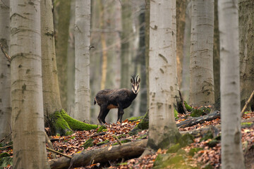 Chamois in the winter oak forest. Wild goat in european wood. Chamois with the offspring. Czech nature. Black and white goat with small horns among the trees. 