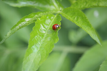 Small creatures exploring the macro wilderness of gardens in Hertfordshire, England