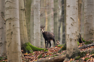 Obraz premium Chamois in the winter oak forest. Wild goat in european wood. Chamois with the offspring. Czech nature. Black and white goat with small horns among the trees. 