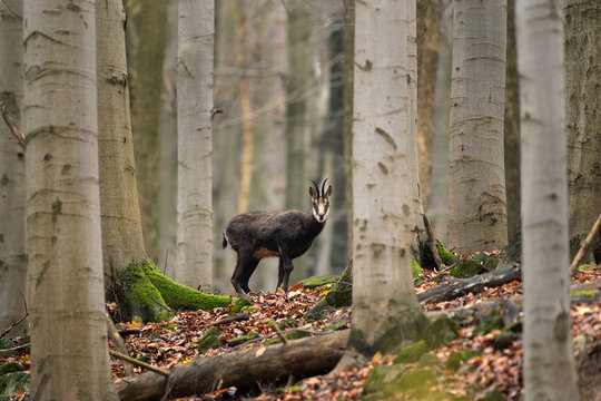 Chamois In The Winter Oak Forest. Wild Goat In European Wood. Chamois With The Offspring. Czech Nature. Black And White Goat With Small Horns Among The Trees. 