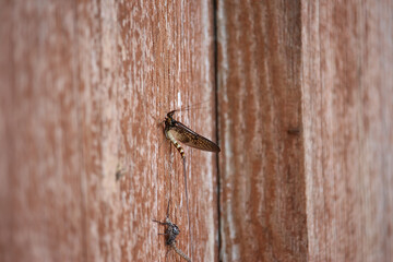 Small and delicate, brown, damsel flies attempting to evade spiders and hanging from surfaces within the garden in Hertford, Hertfordshire, England