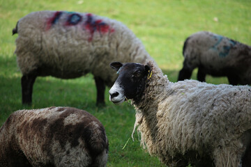 Obraz premium Livestock under the cool early spring sun in the fields of Hertfordshire in southeast england