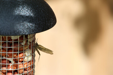 Small and delicate, brown, damsel flies attempting to evade spiders and hanging from surfaces within the garden in Hertford, Hertfordshire, England