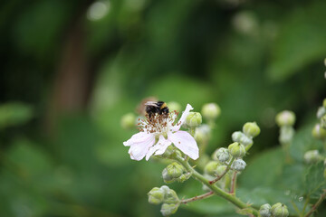 Small creatures exploring the macro wilderness of gardens in Hertfordshire, England