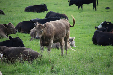 Livestock under the cool early spring sun in the fields of Hertfordshire in southeast england