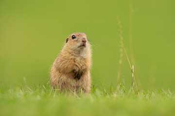 European ground squirrel on the spring meadow. Ground squirrel is peeping from the grass. European nature. Small brown rodent live in the big groupe. 