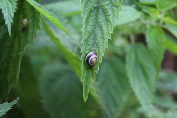 Small creatures exploring the macro wilderness of gardens in Hertfordshire, England