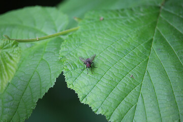 Small creatures exploring the macro wilderness of gardens in Hertfordshire, England
