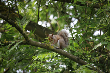 Squirrels climbing around the parks in london