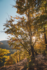Orange and yellow warm sun illuminates the orange-red forest and forest path. Domasinsky meander, Zilinsky region, Slovakia. Autumn colourful forest. October and november