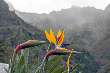 Obraz premium Blüte einer Strelitzie