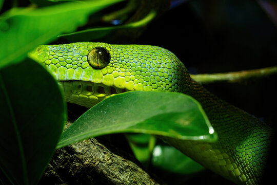 Green tree python close-up on tree branch, Morelia viridis.